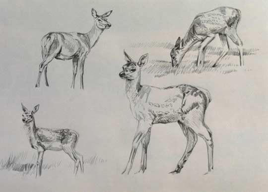 Red deer calf drawings
